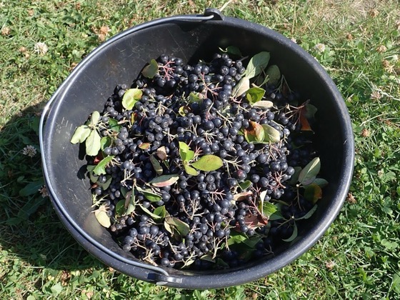 estratto di aronia