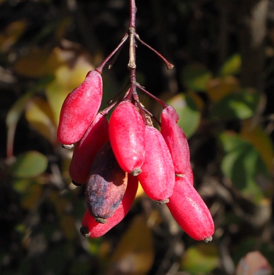berberyna (Berberis aristata)