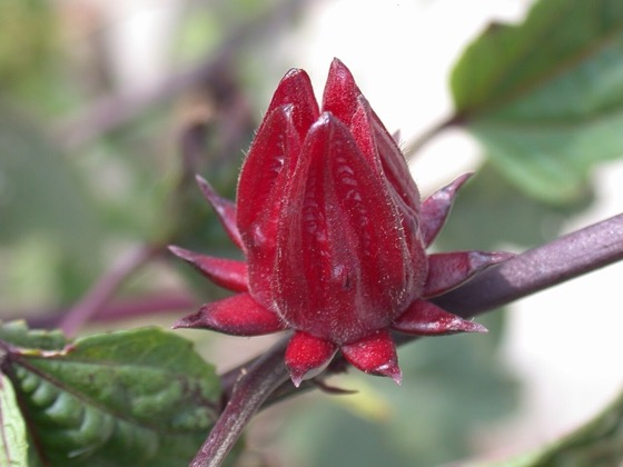 ekstrakt z kwiatów hibiskusa