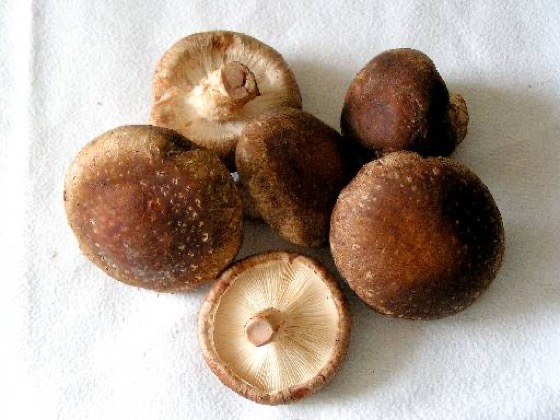 ekstrakt z shiitake