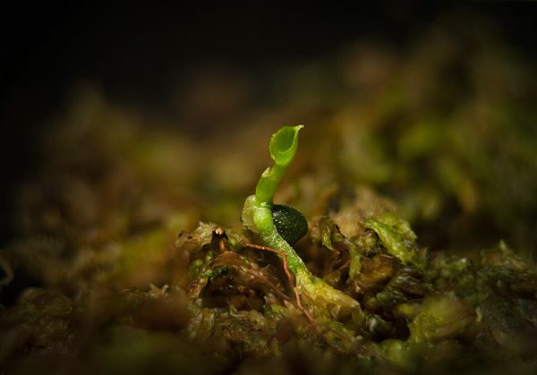 AnaGain™ Nu (ekstrakt z organicznych kiełków groszku zielonego)