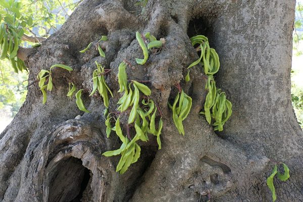 ekstrakt z chleba świętojańskiego (carob)