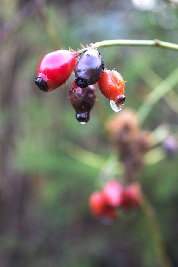 ekstrakt z jagód acai (Euterpe oleracea)