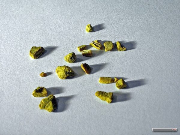 Ekstrakt z korzenia gorzknika kanadyjskiego (100 mg)