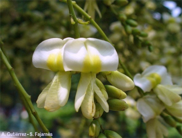 Ekstrakt z kwiatów perełkowca japońskiego (Sophora japonica) [98% kwercetyny]