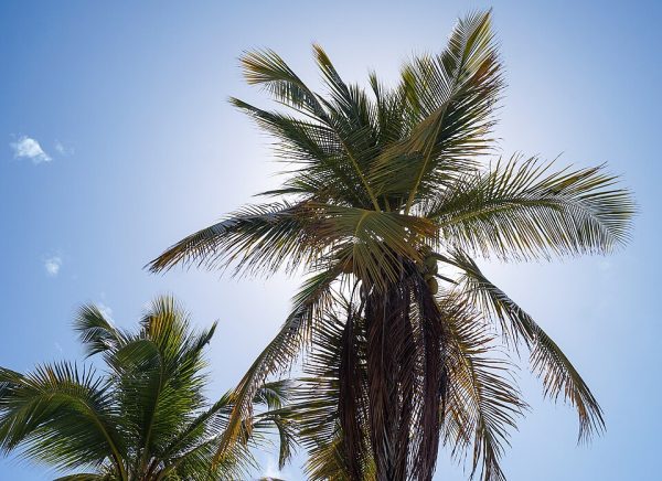 Ekstrakt z owoców Saw palmetto (palma sabałowa)