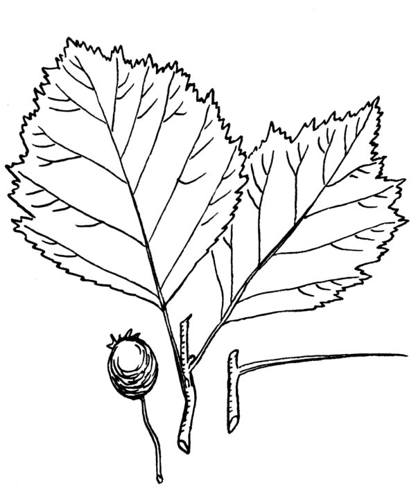 estratto di foglie e fiori di biancospino