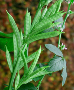 Guma guar