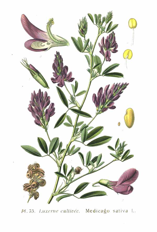 lucerna