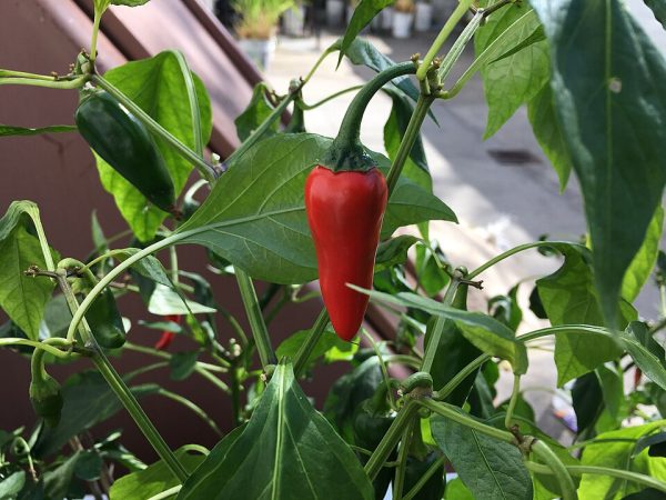 Pieprz cayenne