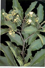 Selen (Selenium SeLECT®)