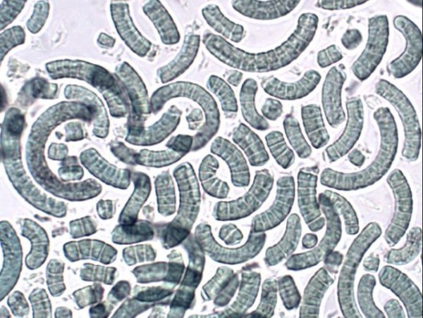 spirulina