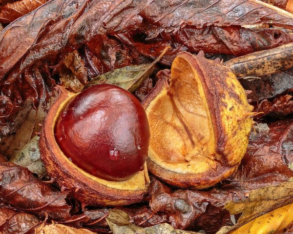 Venocin® (ekstrakt z nasion kasztanowca zwyczajnego)