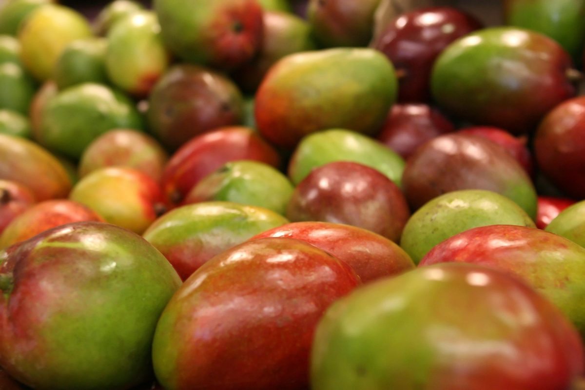 ekstrakt z nasion afrykańskiego mango (Irvingia gabonensis)