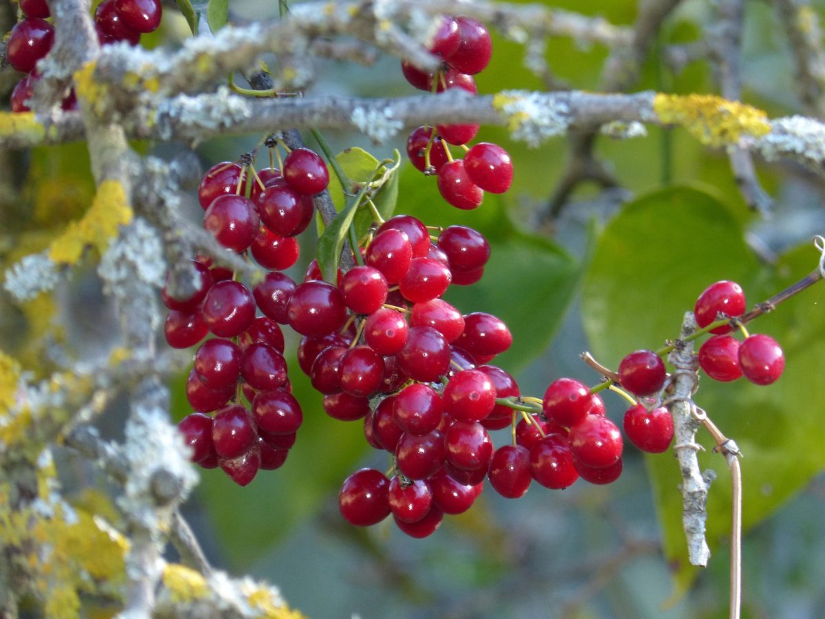 sarsaparilla