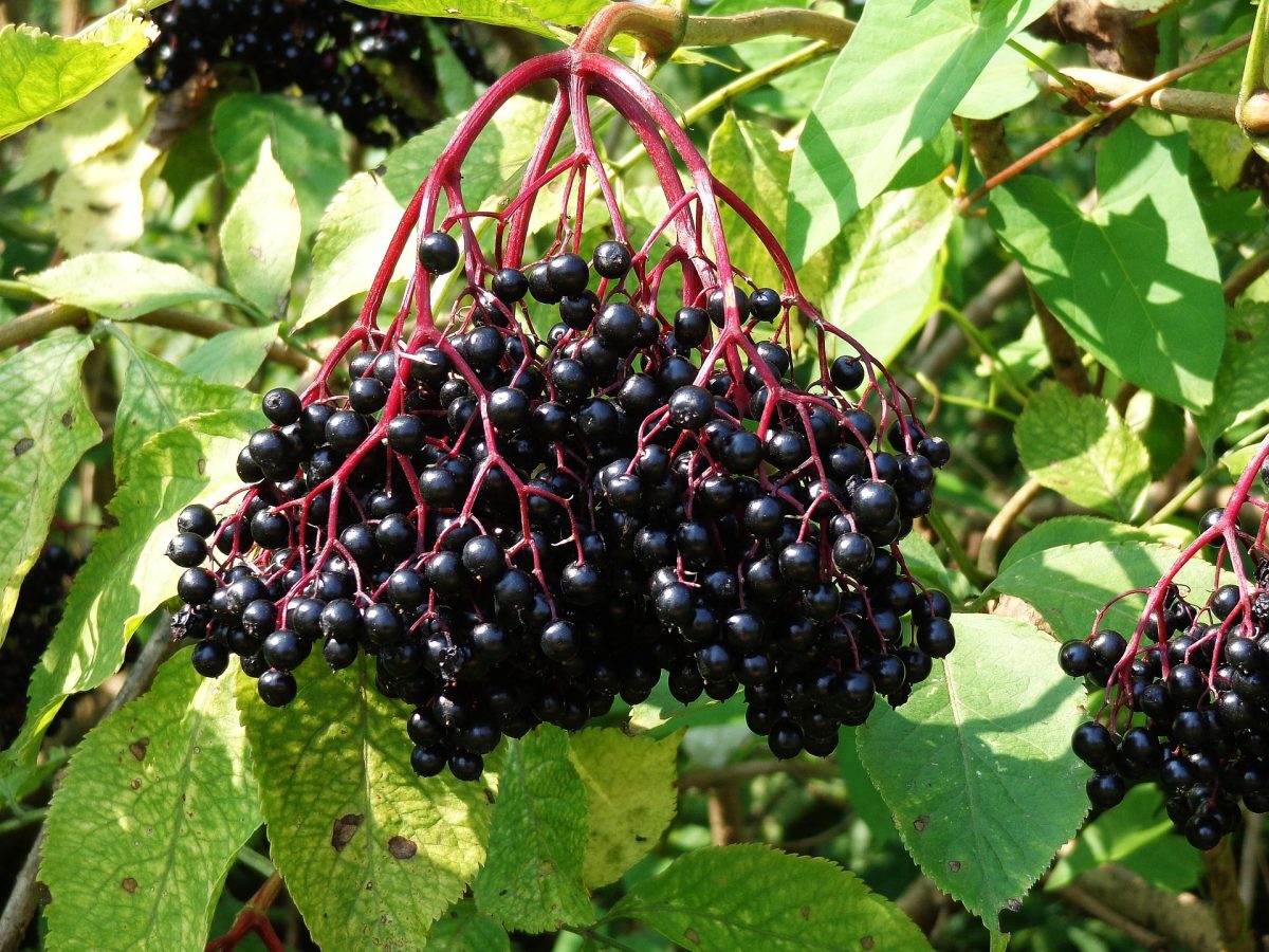 Ekstrakt z owoców bzu czarnego (Sambucus nigra) [50% witaminy C]